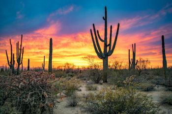 how to maintain desert landscapes